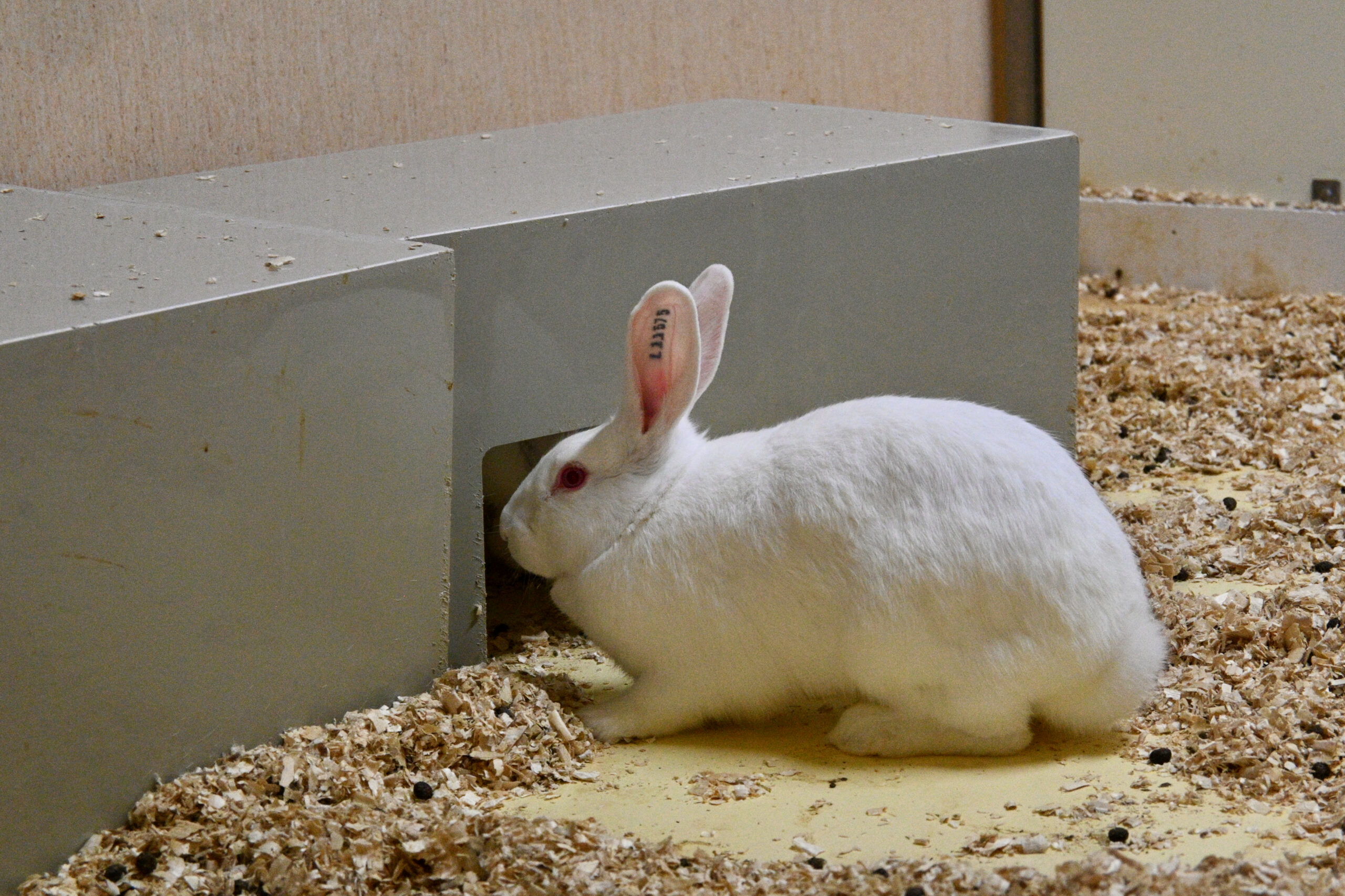  Séminaire en ligne du laboratoire ETIS sur la douleur chez l&rsquo;humain et le non-humain 